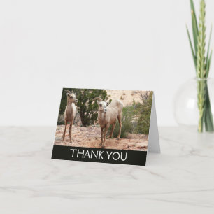 Carte De Remerciements Mouflons drôles à Zion National Park