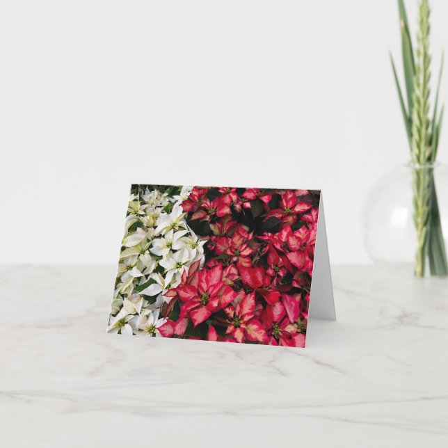 Carte De Remerciements Multi Color Pointsettias   (Devant)