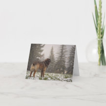 Nous vous souhaitons la paix