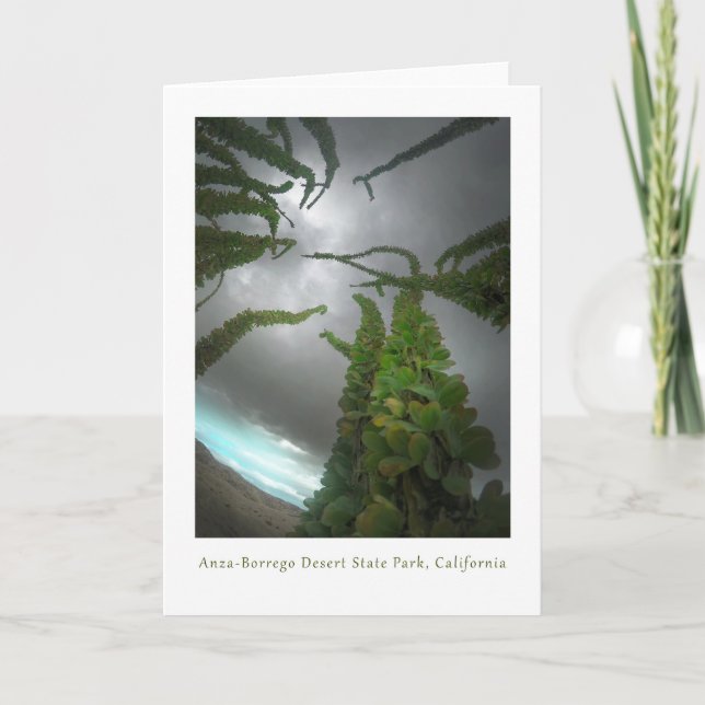 Carte De Remerciements Ocotillo du désert d'Anza-Borrego (Devant)