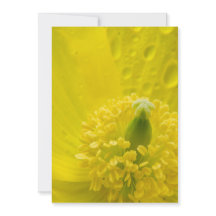 Pavot jaune oriental