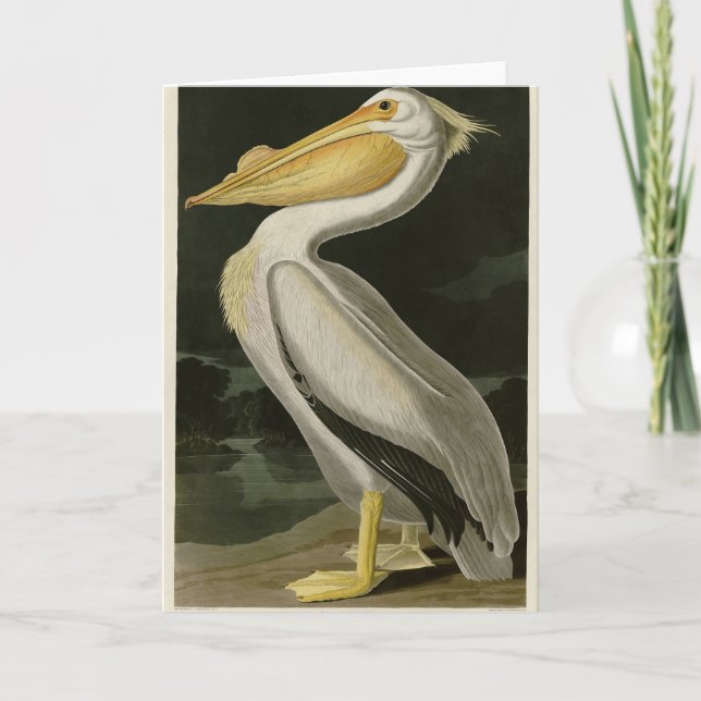 Carte De Remerciements Pélican blanc américain, les oiseaux d'Amérique d' (Devant)