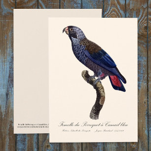 Carte De Remerciements Perroquet a Camail bleu / Perroquet
