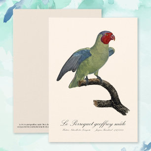 Carte De Remerciements Perroquet à joues rouges mâle, Geoffroyus geoffroy