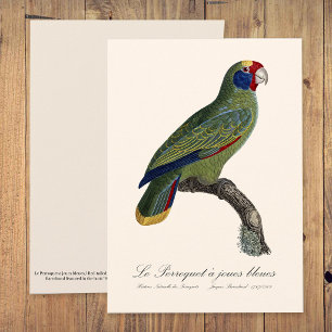 Carte De Remerciements Perroquet à queue rouge, Amazona Brasiliensis
