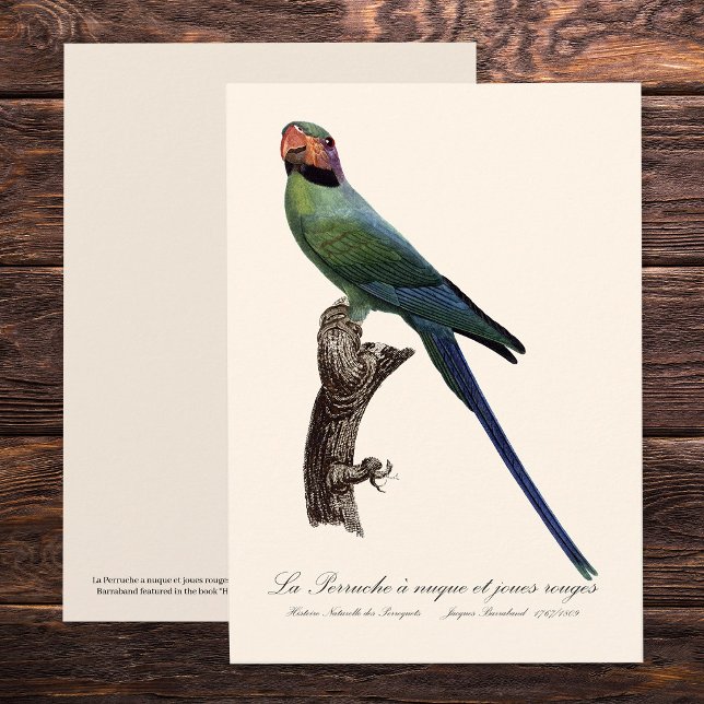 Carte De Remerciements Perruche à longue queue, Psittacula Longicauda (Long-Tailed Parakeet, Psittacula Longicauda. Thank You Card)