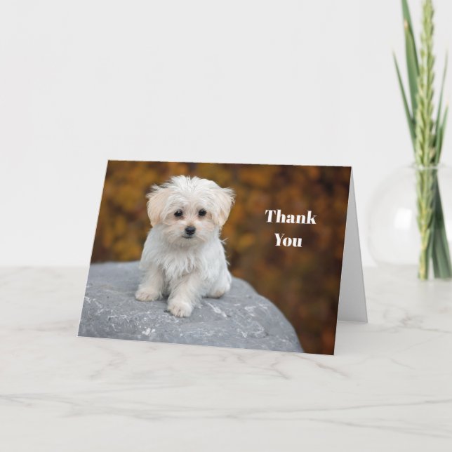 Carte De Remerciements Photo de Chiot Blanc Maltais (Devant)