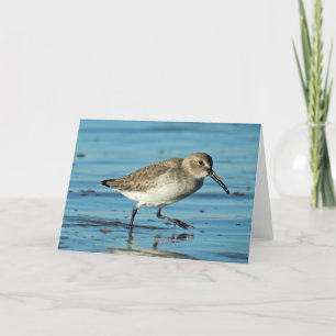 Carte De Remerciements Plage - Dunlin