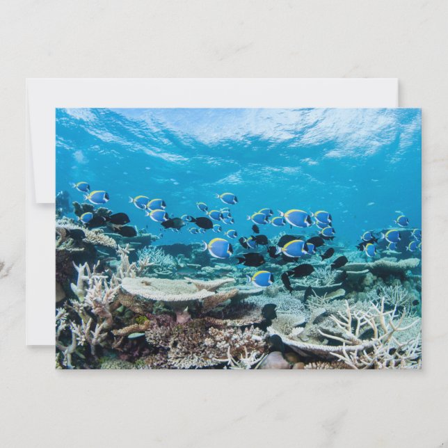 Carte De Remerciements Plages tropicales | Esturgeon Parmi le corail (Devant)