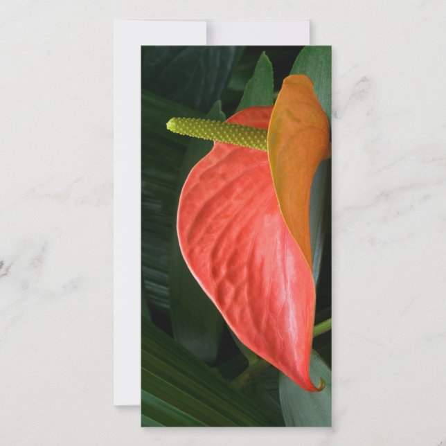 Carte De Remerciements Plante de l'anthurium rouge contre le feuillage (Devant)
