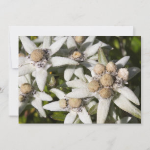 Carte de remerciements plat de fleur d'edelweiss