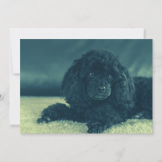 Carte De Remerciements Poodle noir