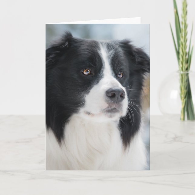 Carte De Remerciements Portrait Collie Bordure Étonnant (Devant)
