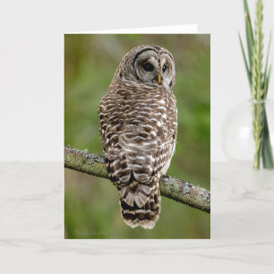 Carte de remerciements Portrait de Chouette Barred