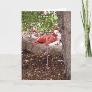 Carte de remerciements "Poster le Flamant rose"