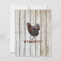 Poulet Wyandotte