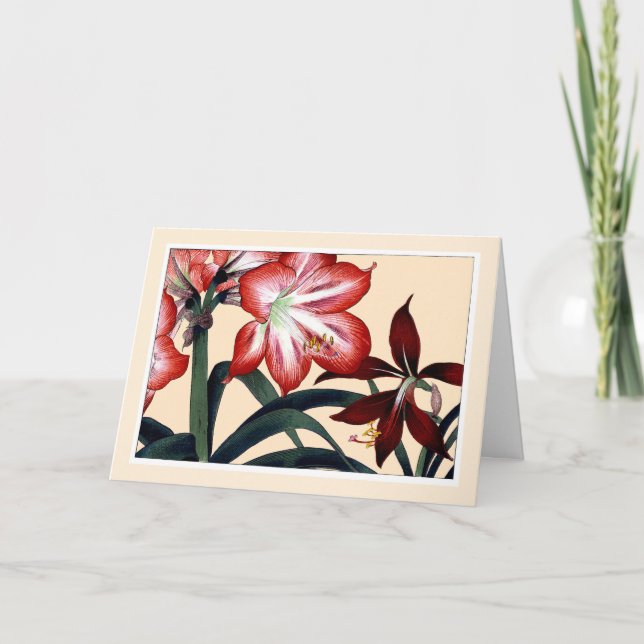 Carte De Remerciements Red Amarylli, Botanical Card - Salutation Personna (Devant)