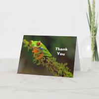 Red Eyed Tree Frog Photo