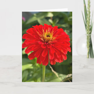 Carte De Remerciements Red Zinnia Blank Note Card