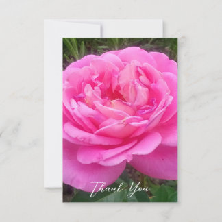 Carte De Remerciements Rose rose 'Léonard de Vinci'