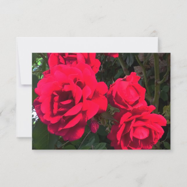 Carte De Remerciements Roses rouges florissantes (Devant)
