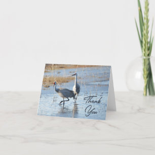 Carte De Remerciements Sandhill Cranes Photo