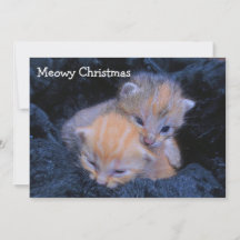 Shelter kittens vacances