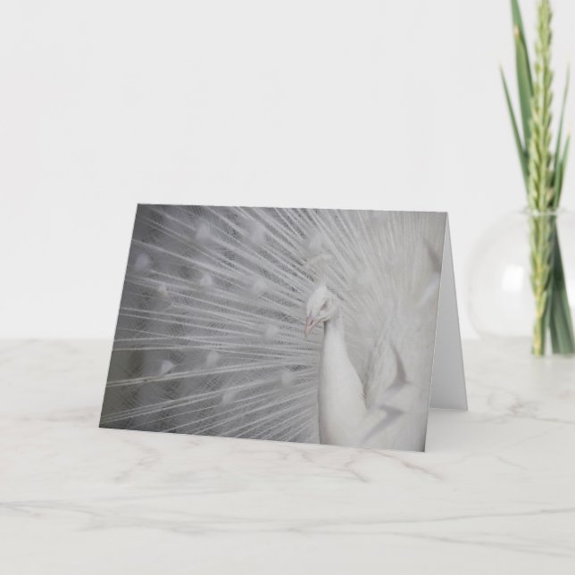 Carte De Remerciements SnowPeacock (Devant)