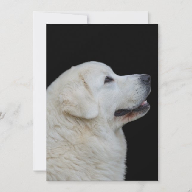 Carte De Remerciements Tête de chien de berger polonais étonnant sur cart (Devant)