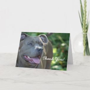 Carte De Remerciements Thank You Blue pitbull dog greeting card