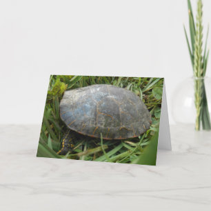 carte de remerciements "Tortue peinte Arboretum"