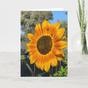 Carte De Remerciements Tournesol