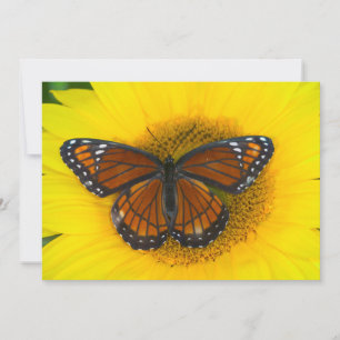 Carte De Remerciements Un papillon vice-roi   Limenitis Archippus