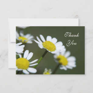 Carte De Remerciements White Daisers Thank You Notes - Flat