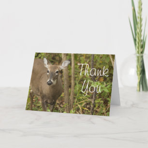Carte De Remerciements White Tailed