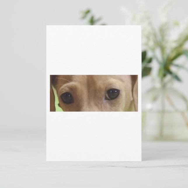 Carte De Remerciements yeux crème dachshund (Debout devant)