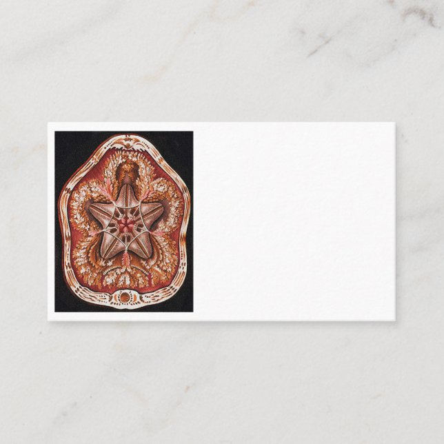 Carte De Rendez-vous Echinidea (Devant)