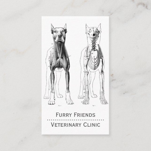 Carte De Rendez-vous Illustration anatomique du chien Vétérinaire (Devant)