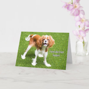 Carte de rétablissement pour un mignon Cavalier Ki