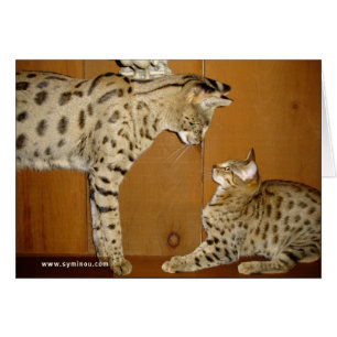 Carte de réunion de chat de la savane