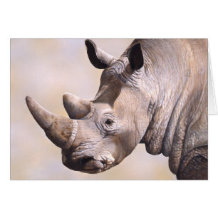 Carte de rhinocéros