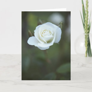 Carte de rose blanc