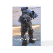 Carte de Saint-Valentin de Schnauzer miniature