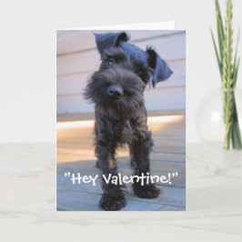 Carte de Saint-Valentin de Schnauzer miniature
