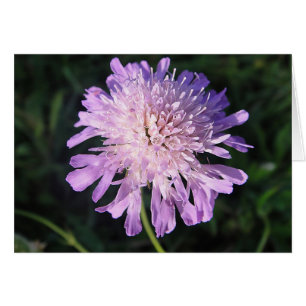 Carte de salutation lilas Scabiosa, en blanc,