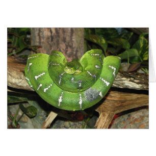 Carte de serpent Emerald Tree Boa