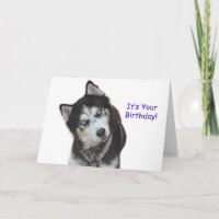 Carte de Siberian Husky Birthday