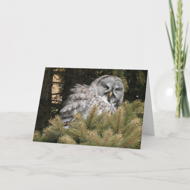 Carte de solstice avec le hibou de grand gris (Devant)