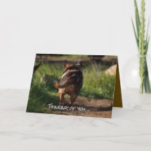 Carte de sympathie - animal de compagnie