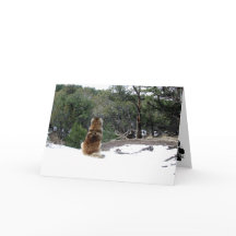 Carte de sympathie de Leonberger